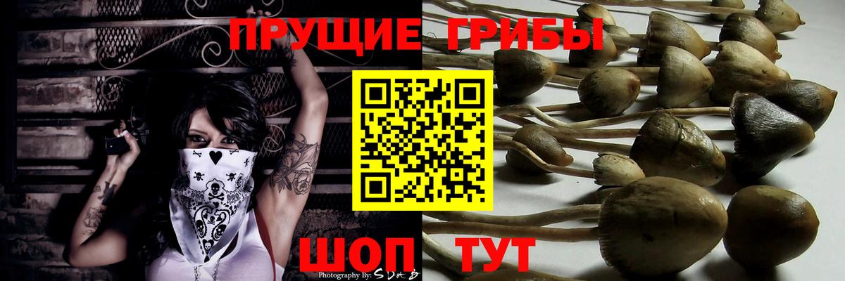 Псилоцибиновые грибы Psilocybe  Псилоцибиновые грибы GOLDEN TEACHER  Магадан  Вход с VPN 
